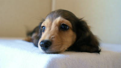 2012.5.10生まれカニンヘン・ベルの赤ちゃん　シェーデットクリーム男の子