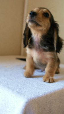 2012.5.10生まれカニンヘン・ベルの赤ちゃん　シェーデットクリーム男の子