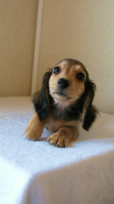 2012.5.10生まれカニンヘン・ベルの赤ちゃん　シェーデットクリーム男の子