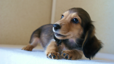 2012.5.10生まれカニンヘン・ベルの赤ちゃん　シェーデットクリーム男の子