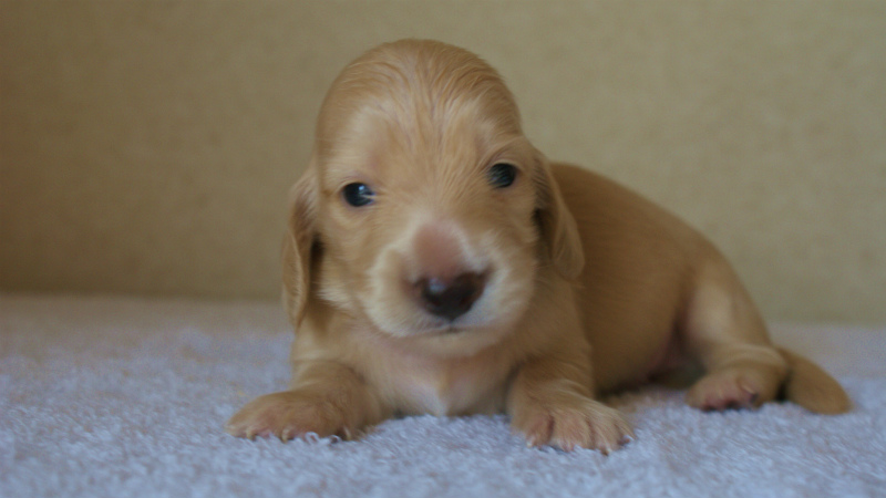 8月2日出産マンドレの赤ちゃんクリーム 8月2日出産マンドレの赤ちゃんクリーム