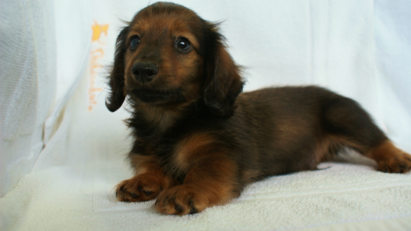 6月24日生まれカニンヘン・リリィの赤ちゃん　シェーデッドレッドの男の子