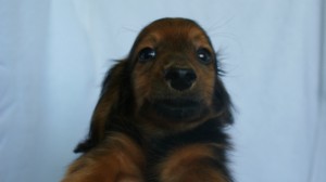 6月24日生まれカニンヘン・リリィの赤ちゃん　シェーデッドレッドの男の子