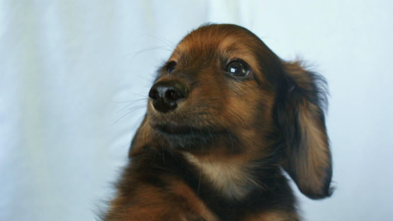 6月24日生まれカニンヘン・リリィの赤ちゃん　シェーデッドレッドの男の子