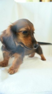 6月24日生まれカニンヘン・リリィの赤ちゃん　シェーデッドレッドの男の子