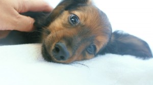 6月24日生まれカニンヘン・リリィの赤ちゃん　シェーデッドレッドの男の子