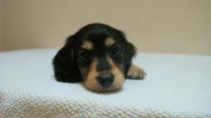 カニヘン　子犬　石川県