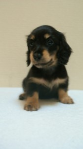 カニヘン　子犬　石川県