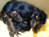 カニンヘンのリズ.Sが出産しました 男の子1、女の子1