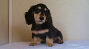 ブラック&クリーム　男の子 こはく君