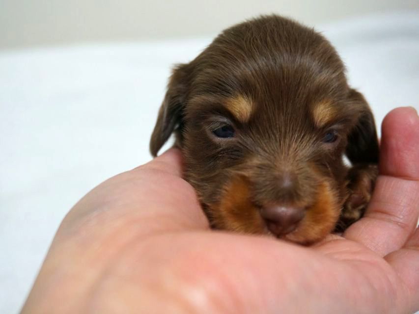 リズ.Sの子 チョコ系男の子