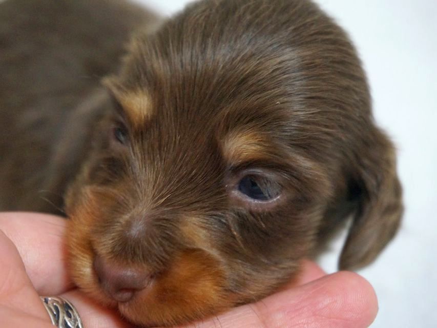 リズ.Sの子 チョコ系男の子