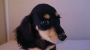 カニンヘン　ブラクリ　子犬