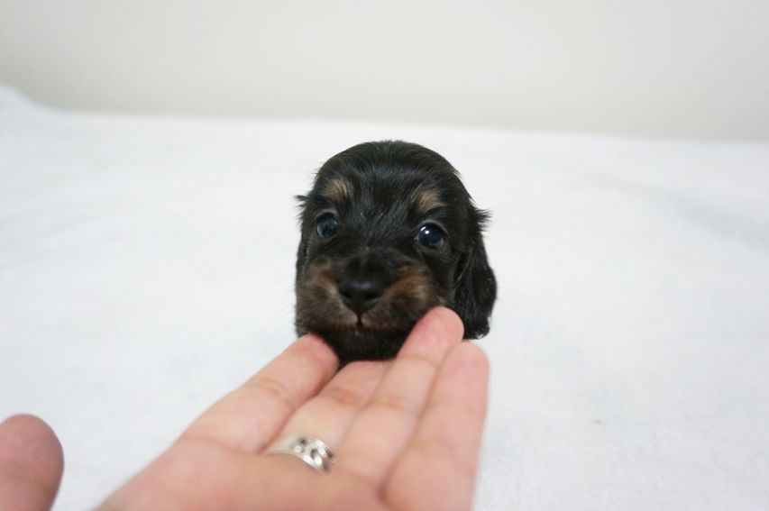 カニンヘン ダックスフンド 子犬 ブラッククリーム 女の子