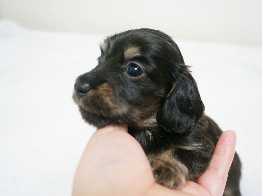 カニンヘン ダックスフンド 子犬 ブラッククリーム 女の子
