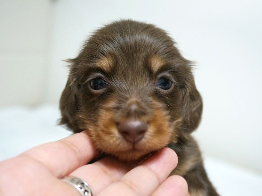 カニンヘン ダックスフンド 子犬 チョコタン 男の子