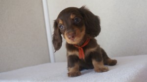 カニヘン　子犬　石川県