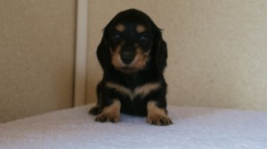 ミニチュアダックス 子犬 ブラクリ 神奈川県・Ｆ様