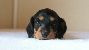 ミニチュアダックス 子犬 ブラクリ 神奈川県・Ｆ様