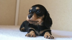 ミニチュアダックス 子犬 ブラクリ 神奈川県・Ｆ様