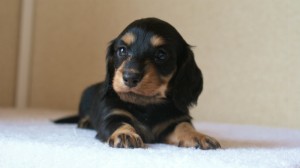 ミニチュアダックス 子犬 ブラクリ 神奈川県・Ｆ様