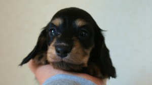 ミニチュアダックス 子犬 ブラクリ 神奈川県・Ｆ様