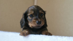ミニチュアダックス 子犬 シェーデットクリーム　山梨県・Ｎ様