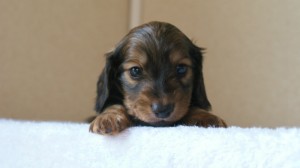 ミニチュアダックス 子犬 シェーデットクリーム　山梨県・Ｎ様