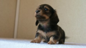 ミニチュアダックス 子犬 シェーデットクリーム　山梨県・Ｎ様