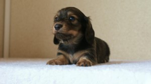ミニチュアダックス 子犬 シェーデットクリーム　山梨県・Ｎ様