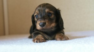 ミニチュアダックス 子犬 シェーデットクリーム　山梨県・Ｎ様
