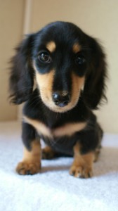 カニンヘン 子犬 ブラック&クリーム 女の子 カニンヘン 子犬 ブラック&クリーム 女の子