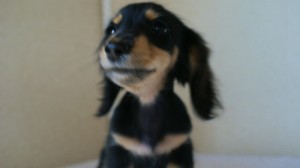 カニンヘン 子犬 ブラック&クリーム 女の子 カニンヘン 子犬 ブラック&クリーム 女の子