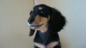 カニンヘン 子犬 ブラック&クリーム 女の子 カニンヘン 子犬 ブラック&クリーム 女の子