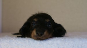 カニヘン 子犬 神奈川県・F様 カニヘン 子犬 神奈川県・F様