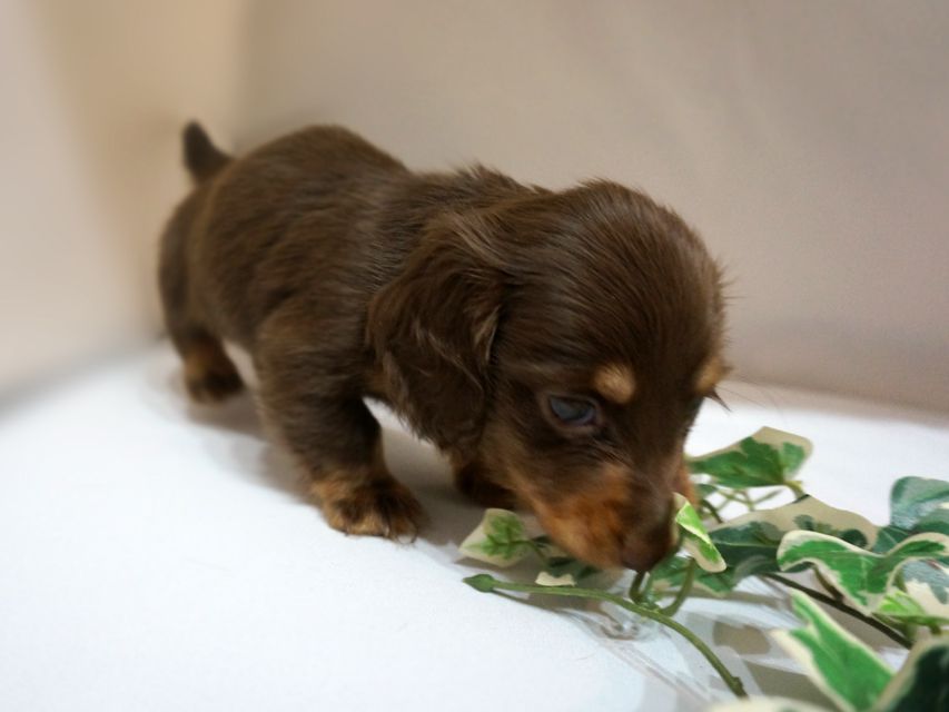 ダックスフンド リズmsの子犬 チョコタン 男の子
