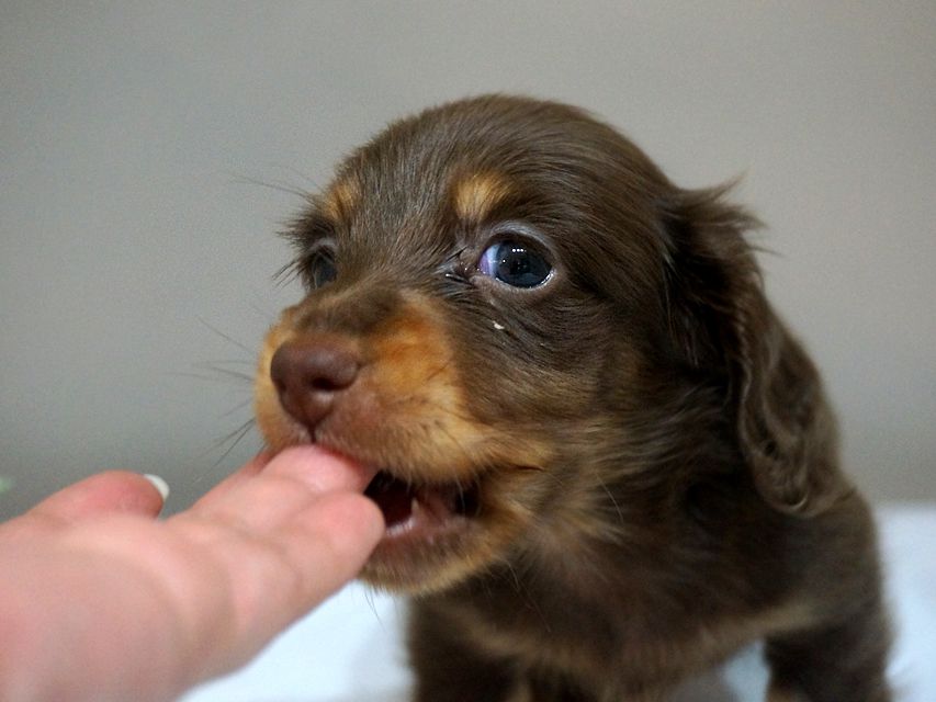 ダックスフンド リズmsの子犬 チョコタン 男の子