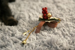 カニンヘン 子犬 ブラック＆クリーム 女の子 しずるの赤ちゃん 11/18生まれ