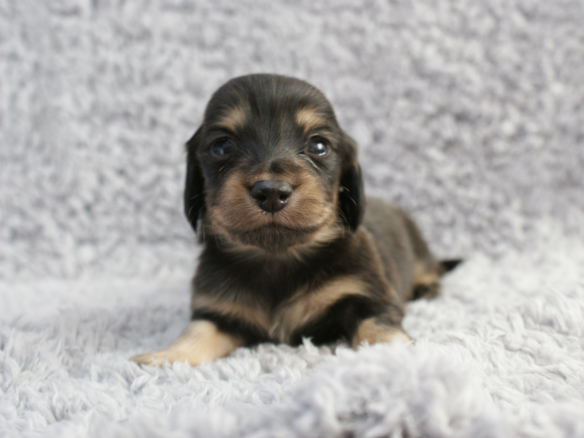 カニンヘン 子犬 ブラック＆クリーム 男の子 しずるの赤ちゃん 11/18生まれ