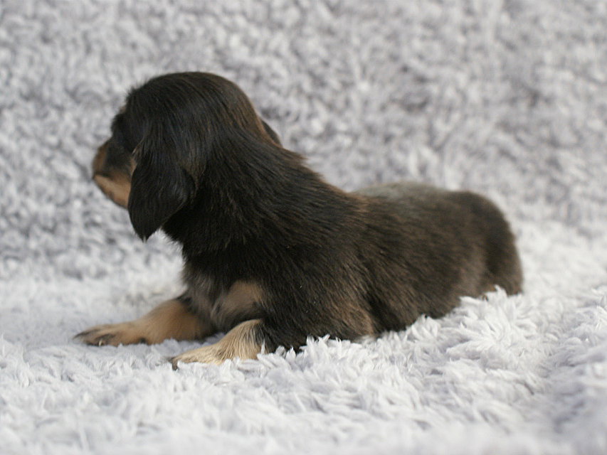 カニンヘン 子犬 ブラック＆クリーム 男の子 しずるの赤ちゃん 11/18生まれ