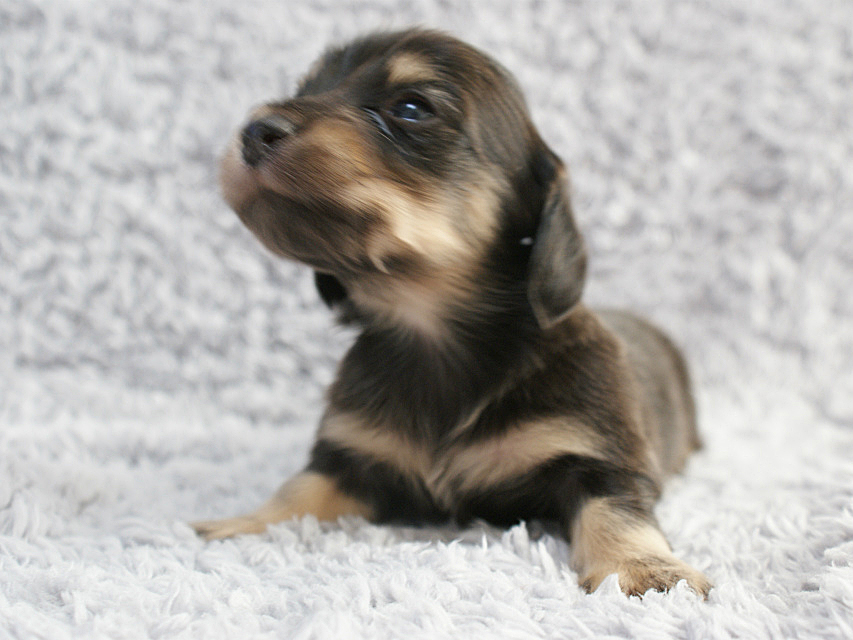 カニンヘン 子犬 ブラック＆クリーム 男の子 しずるの赤ちゃん 11/18生まれ