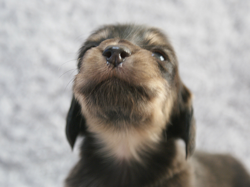 カニンヘン 子犬 ブラック＆クリーム 男の子 しずるの赤ちゃん 11/18生まれ