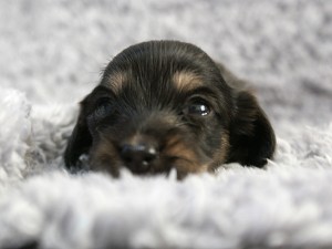 カニンヘン 子犬 ブラック＆クリーム 女の子 しずるの赤ちゃん 11/18生まれ