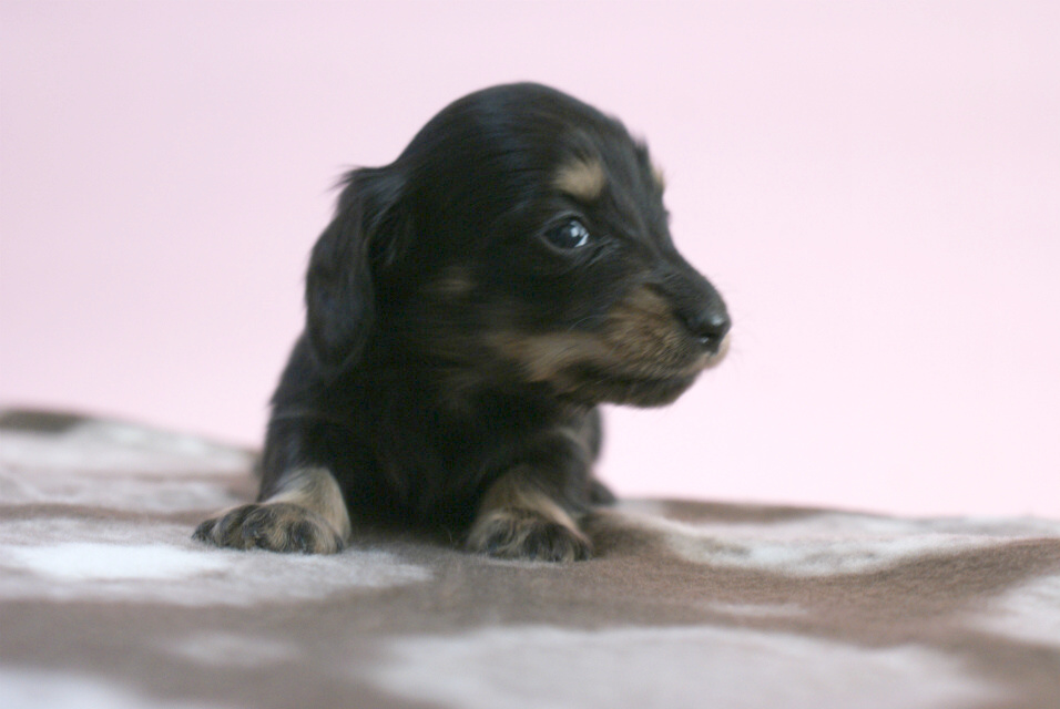 カニンヘン 子犬 ブラック＆クリーム 男の子 しずるの赤ちゃん 11/18生まれ