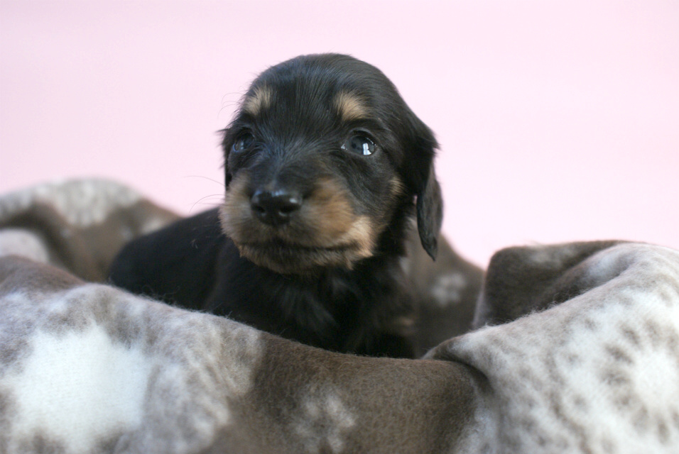 カニンヘン 子犬 ブラック＆クリーム 男の子 しずるの赤ちゃん 11/18生まれ