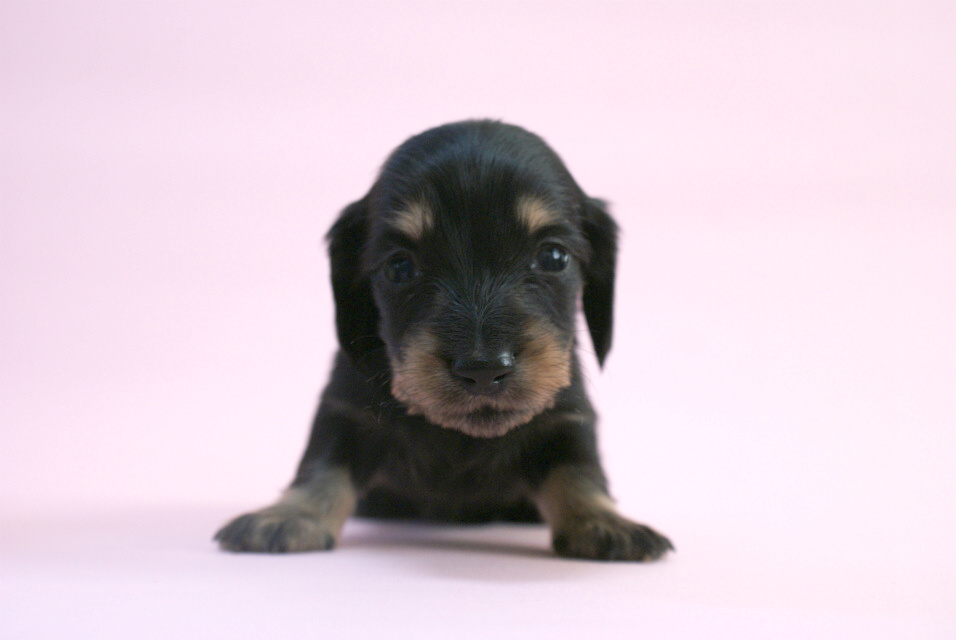 カニンヘン 子犬 ブラック＆クリーム 男の子 しずるの赤ちゃん 11/18生まれ