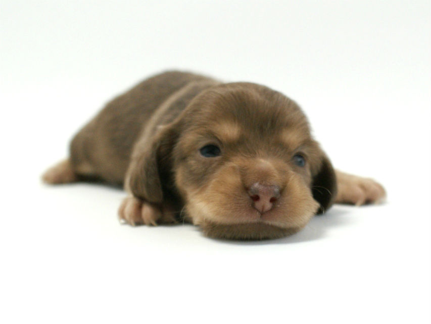 カニンヘン 子犬 チョコクリーム 女の子 ベルサスの赤ちゃん　12/3生まれ