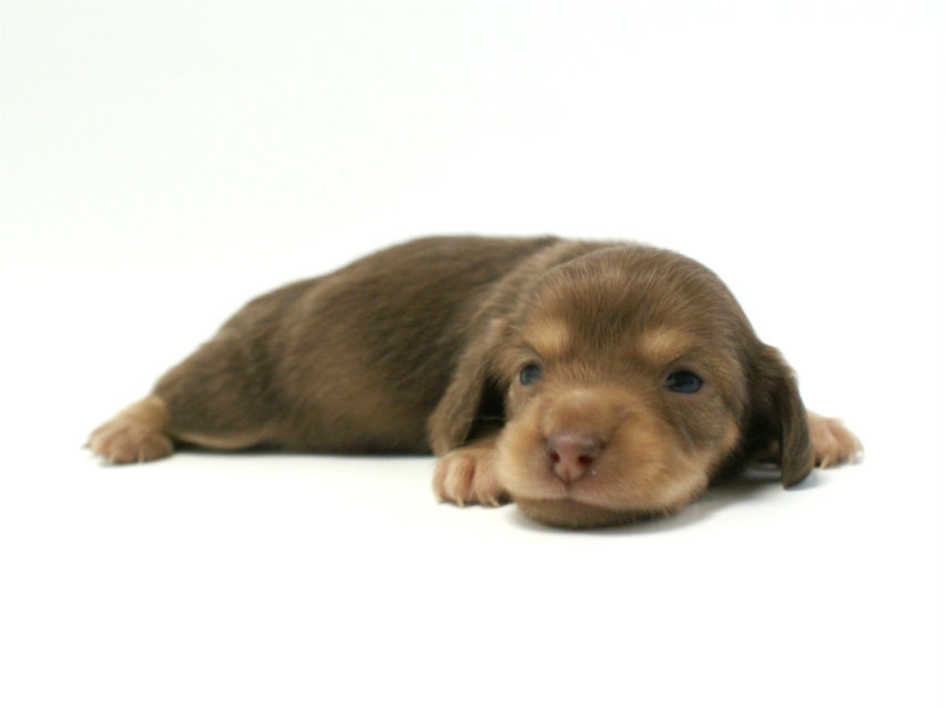 カニンヘン 子犬 チョコクリーム 女の子 ベルサスの赤ちゃん　12/3生まれ