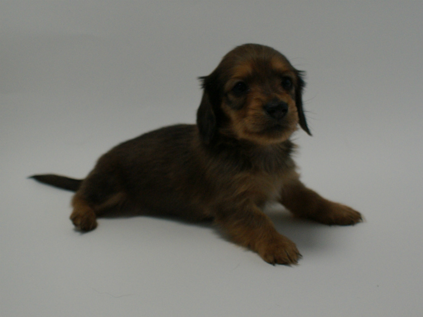 カニンヘン 子犬 シェーデットレット 男の子 ユジンの赤ちゃん 11/16生まれ