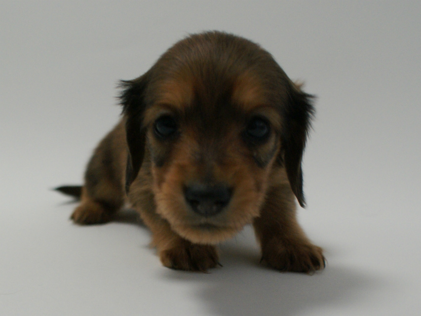 カニンヘン 子犬 シェーデットレット 男の子 ユジンの赤ちゃん 11/16生まれ